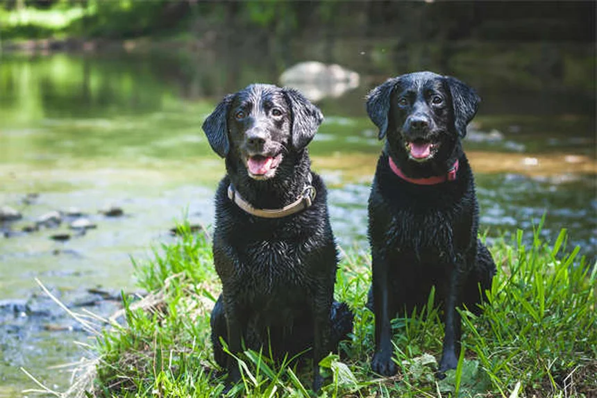 5 trucos infalibles para convertir la jaula de tu perro en un refugio acogedor