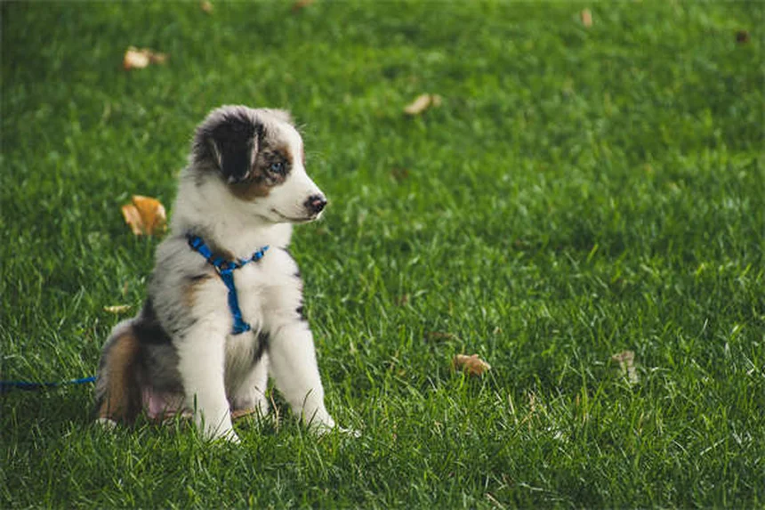 5 trucos infalibles para convertir la jaula de tu perro en un refugio acogedor