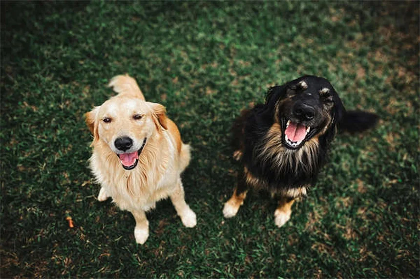 ¿Puedo darle Pepto-Bismol a mi perro? La verdad que debes saber