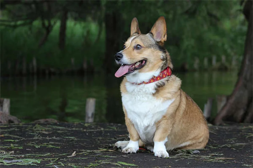 ¿Puedo darle Pepto-Bismol a mi perro? La verdad que debes saber
