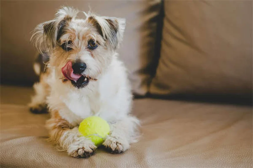 ¿Puedo darle Pepto-Bismol a mi perro? La verdad que debes saber