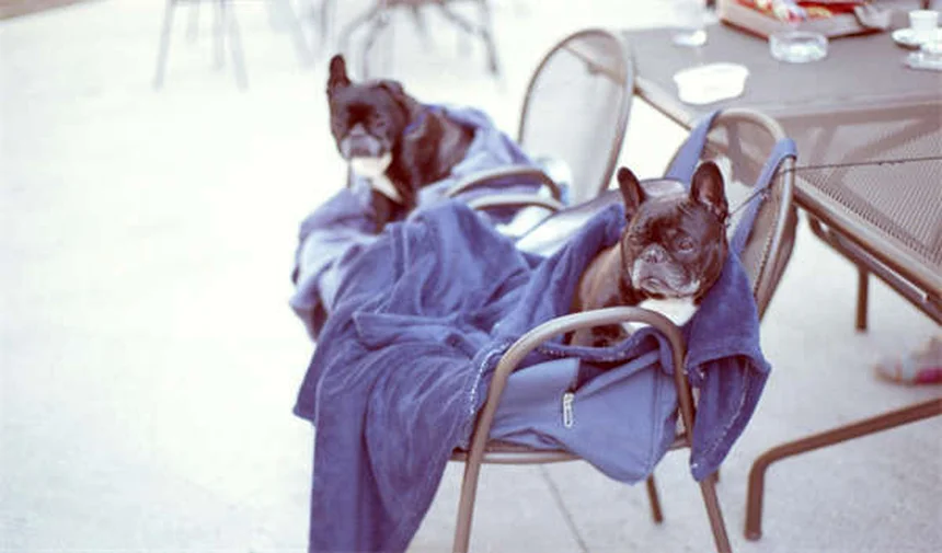 Otomax® y Tri-Otic®: Todo lo que necesitas saber sobre este tratamiento para infecciones de oído en perros