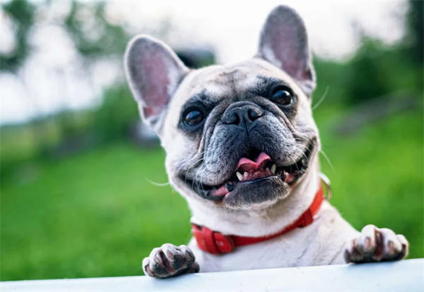 Cómo preparar el parto de tu perra: Guía completa de whelping