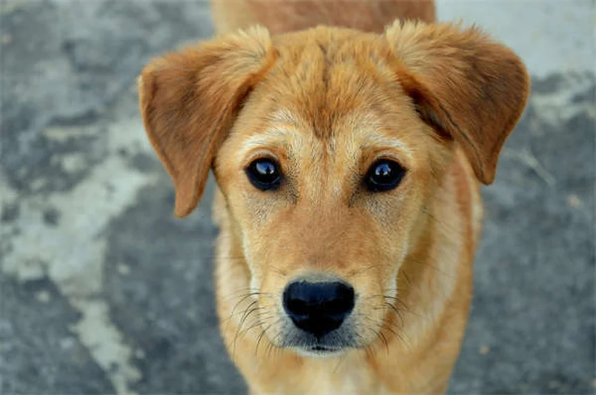 Cuidados esenciales para perros braquicéfalos en verano: Guía práctica