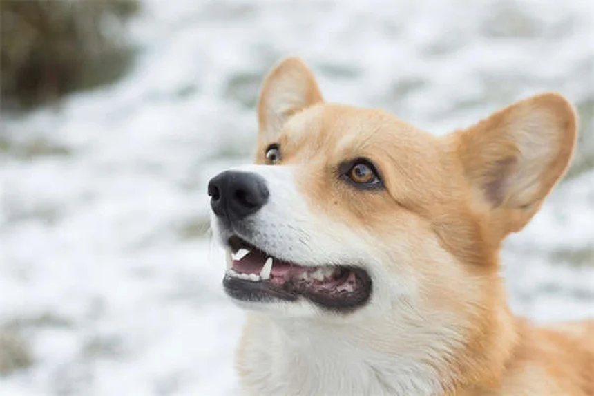 Cómo eliminar pulgas en perros: Guía definitiva para dueños responsables