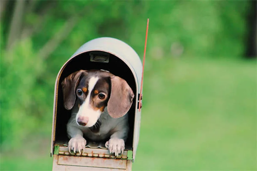 10 Datos Sorprendentes Sobre Gatos Que No Conocías