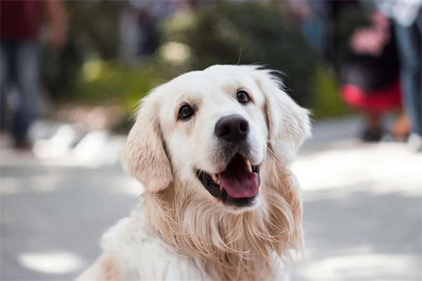 Test de ADN para perros: descubre su raza y salud genética