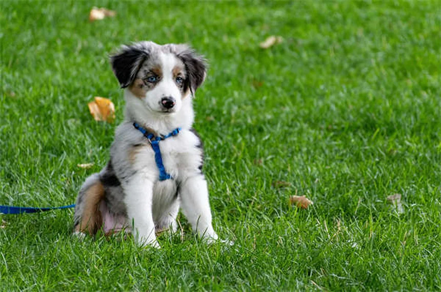 Test de ADN para perros: descubre su raza y salud genética