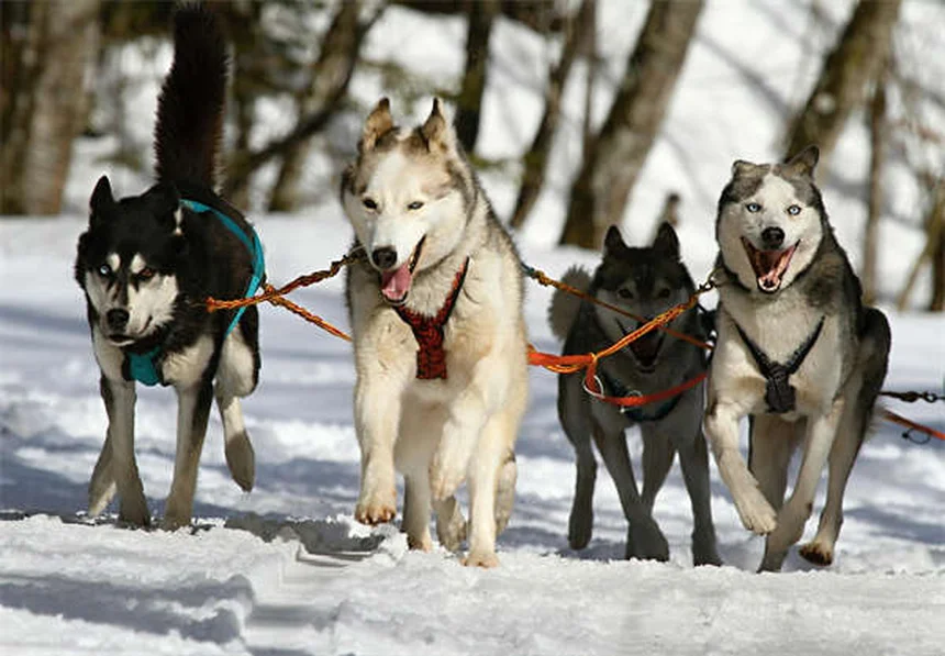 Test de ADN para perros: descubre su raza y salud genética