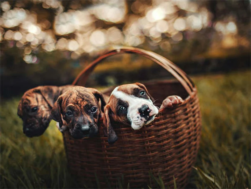 Skijoring con perros: ¡Diversión invernal para ti y tu mascota!