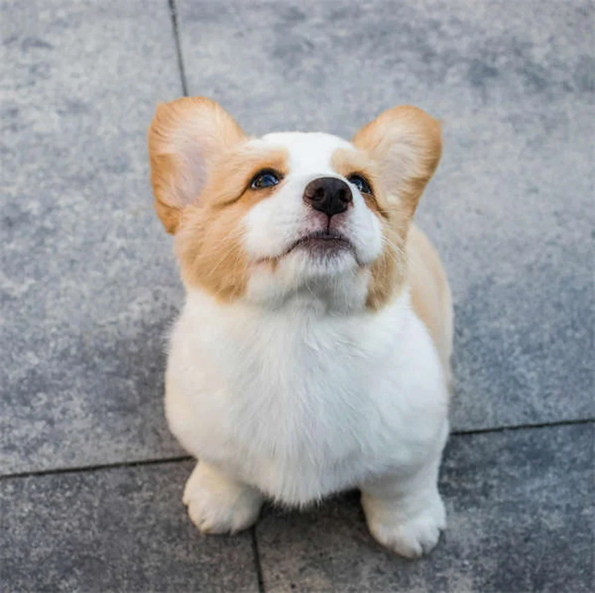 21 razas de perros que viven más años: ¡Descubre cuál te acompañará por más tiempo!