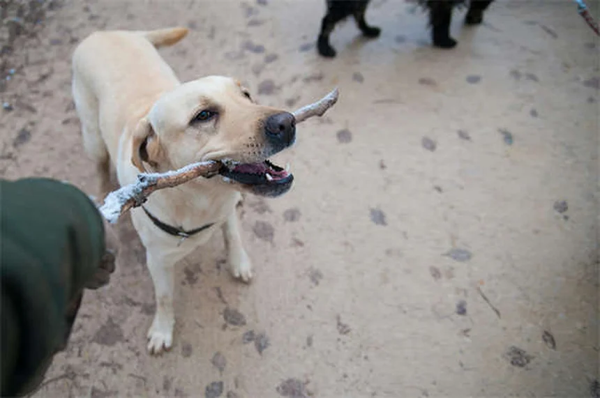 Vacunar mascotas sin veterinario: Peligros y alternativas seguras