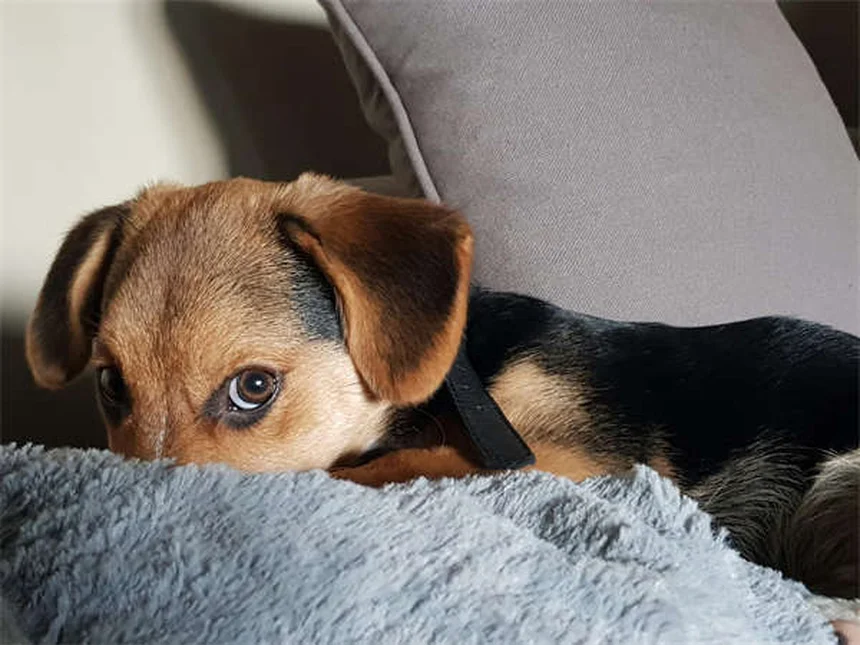 ¿Tu perro no te deja dormir? 5 soluciones que funcionan