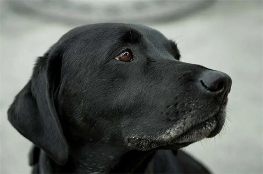 Arenero para perros: La solución definitiva para dueños ocupados