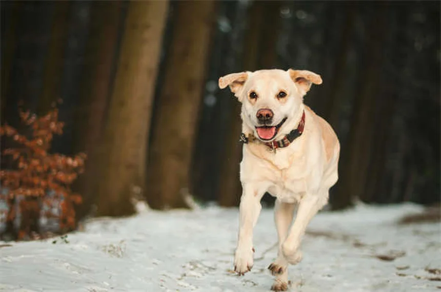 ¿Por qué los perros levantan la pata al orinar? La ciencia explica