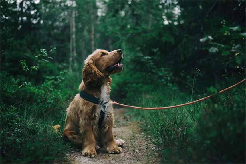 Problemas urinarios en perros: síntomas, causas y tratamientos efectivos