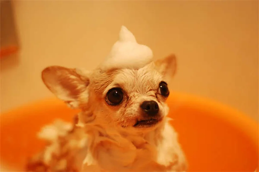 10 formas fáciles de estimular mentalmente a tu perro y evitar el aburrimiento