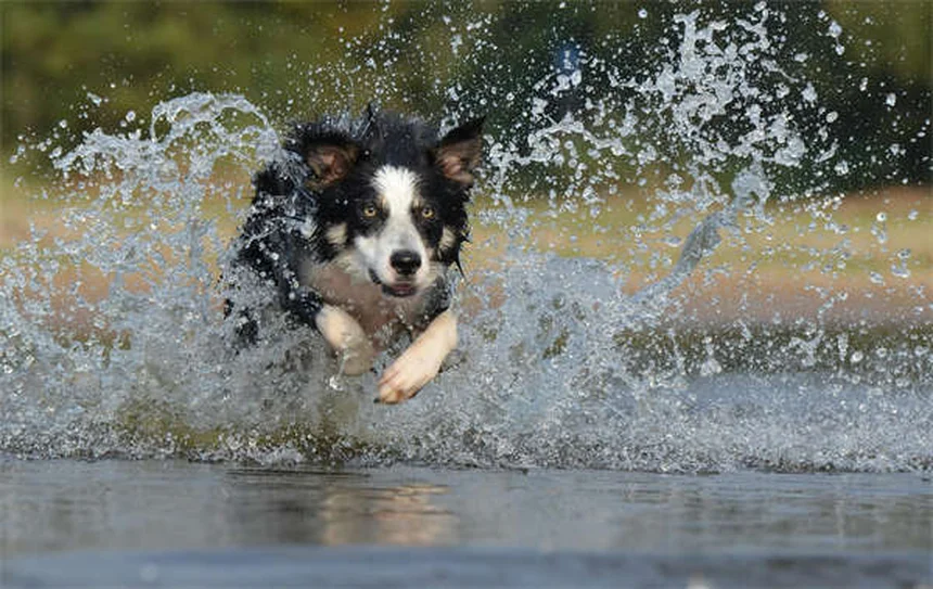 7 razas de perros con personalidad de gato ¡Perfectas para ti!