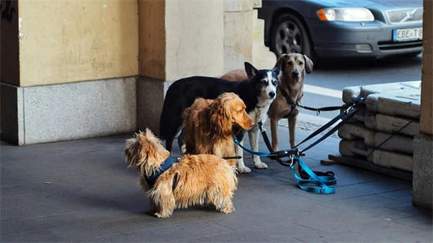 5 verdades sobre tener conejos como mascotas que debes conocer