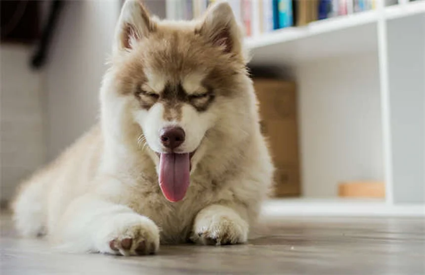 5 verdades sobre tener conejos como mascotas que debes conocer