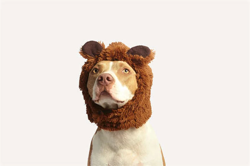 5 verdades sobre tener conejos como mascotas que debes conocer
