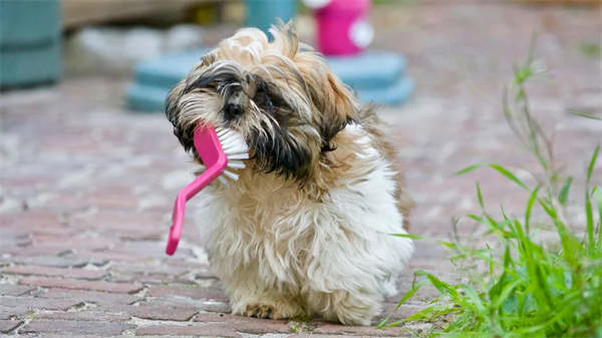 ¿Por qué a los perros les encantan las caricias en la panza? Descubre los secretos científicos