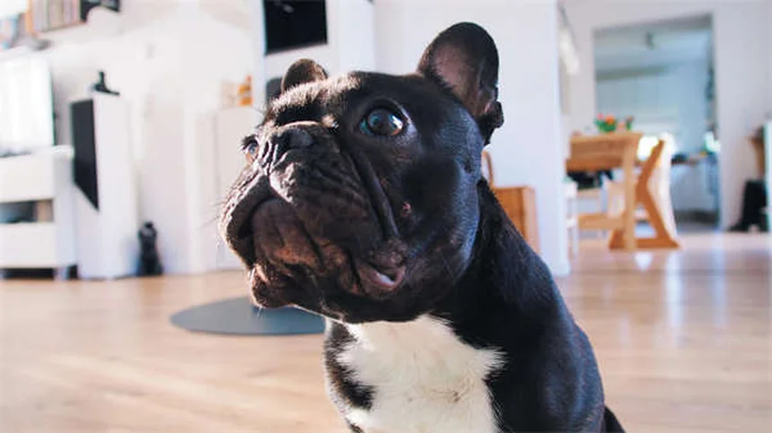 Examen rectal en mascotas: 10 razones clave que todo dueño debe conocer