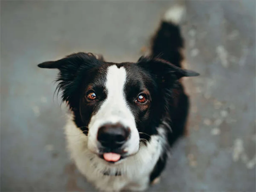 Examen rectal en mascotas: 10 razones clave que todo dueño debe conocer