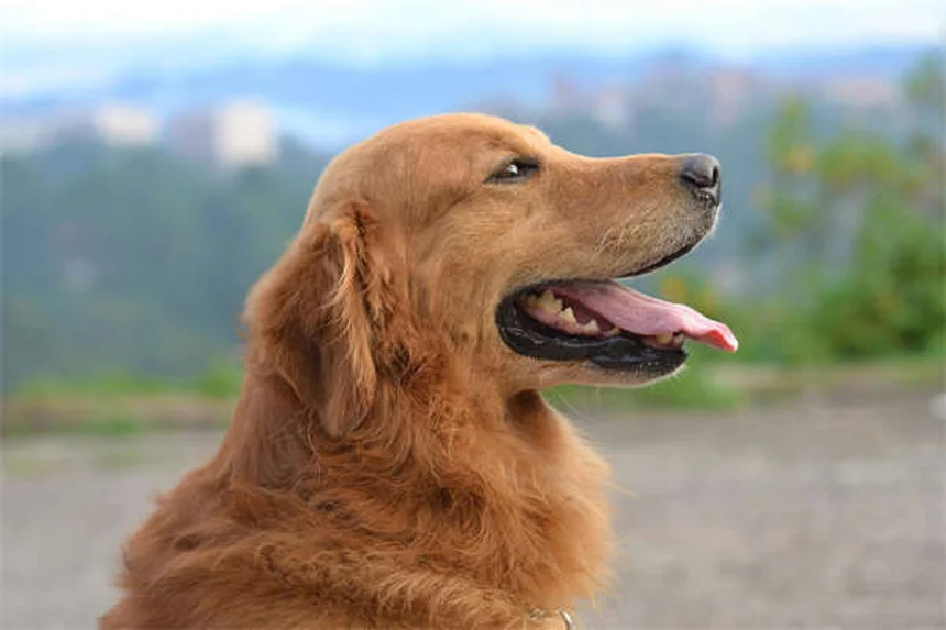 ¿Por qué mi perro pierde tanto pelo? Causas y soluciones prácticas