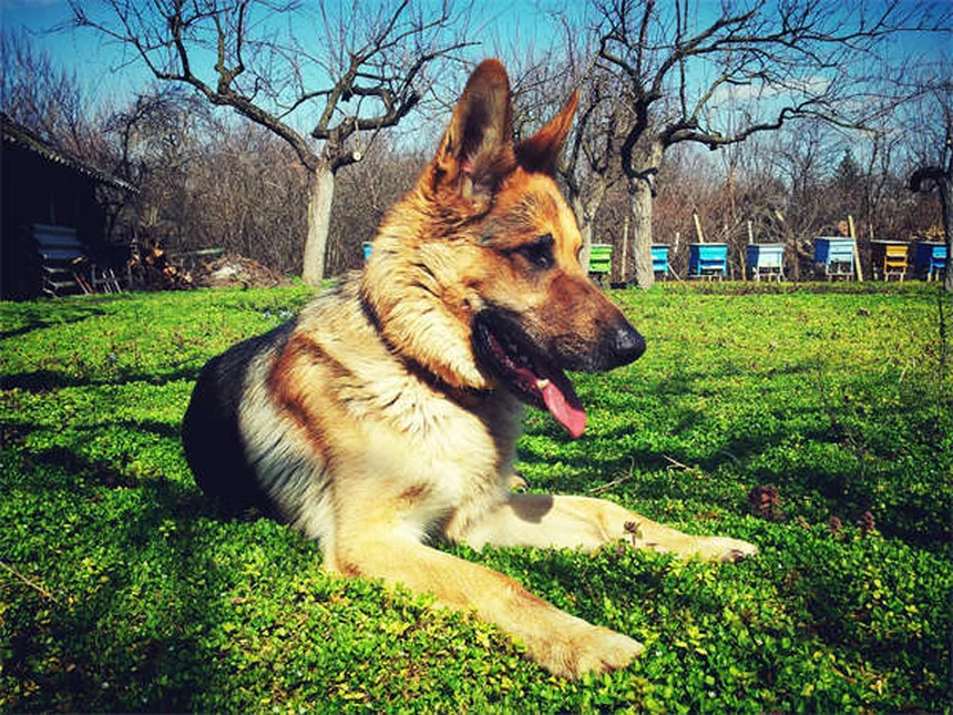 ¿Por qué mi perro pierde tanto pelo? Causas y soluciones prácticas