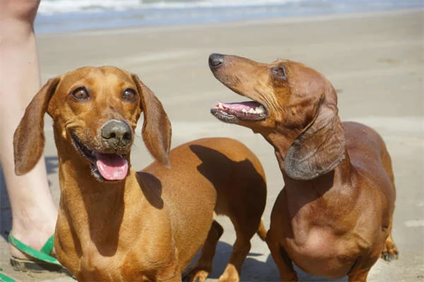 ¿Por qué mi perro pierde tanto pelo? Causas y soluciones prácticas