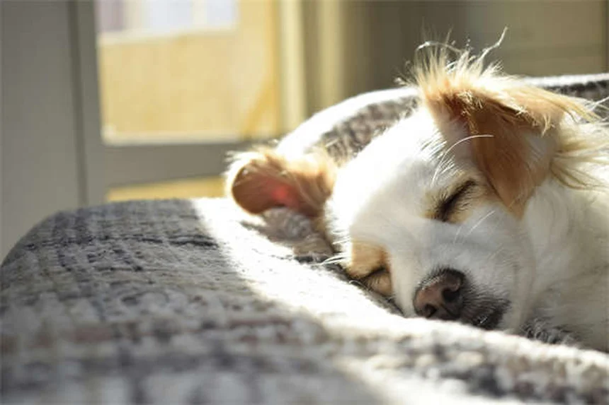 ¿Por qué mi perro pierde tanto pelo? Causas y soluciones prácticas