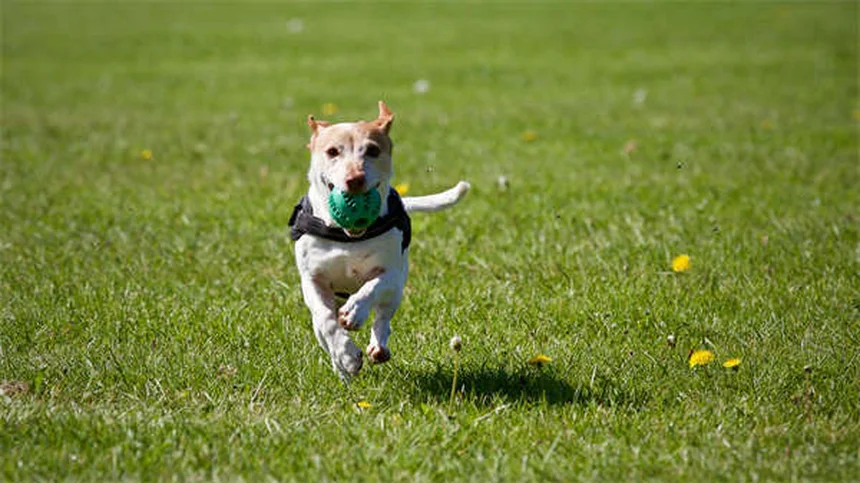 Entrenar perros sordos: 7 técnicas infalibles para comunicarte