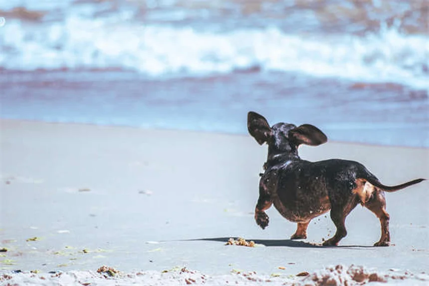 Pica en perros: 5 señales de alerta y cómo solucionarlo