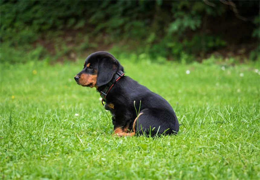 Pica en perros: 5 señales de alerta y cómo solucionarlo