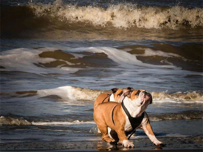 Pica en perros: 5 señales de alerta y cómo solucionarlo