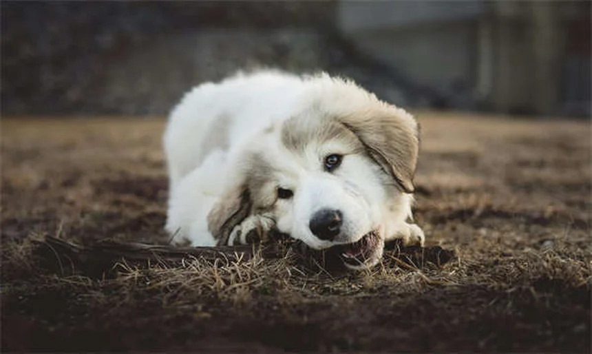 Carnitina para mascotas: ¿Realmente funciona? Descubre sus beneficios