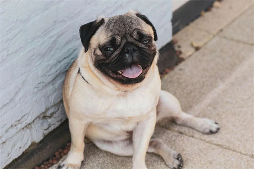 Carnitina para mascotas: ¿Realmente funciona? Descubre sus beneficios