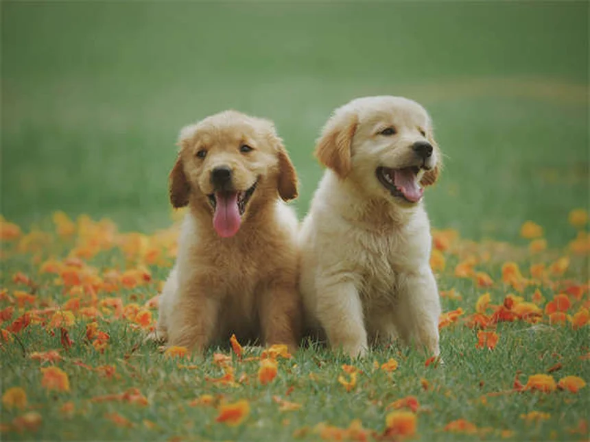 Metocarbamol para mascotas: Guía completa sobre este relajante muscular
