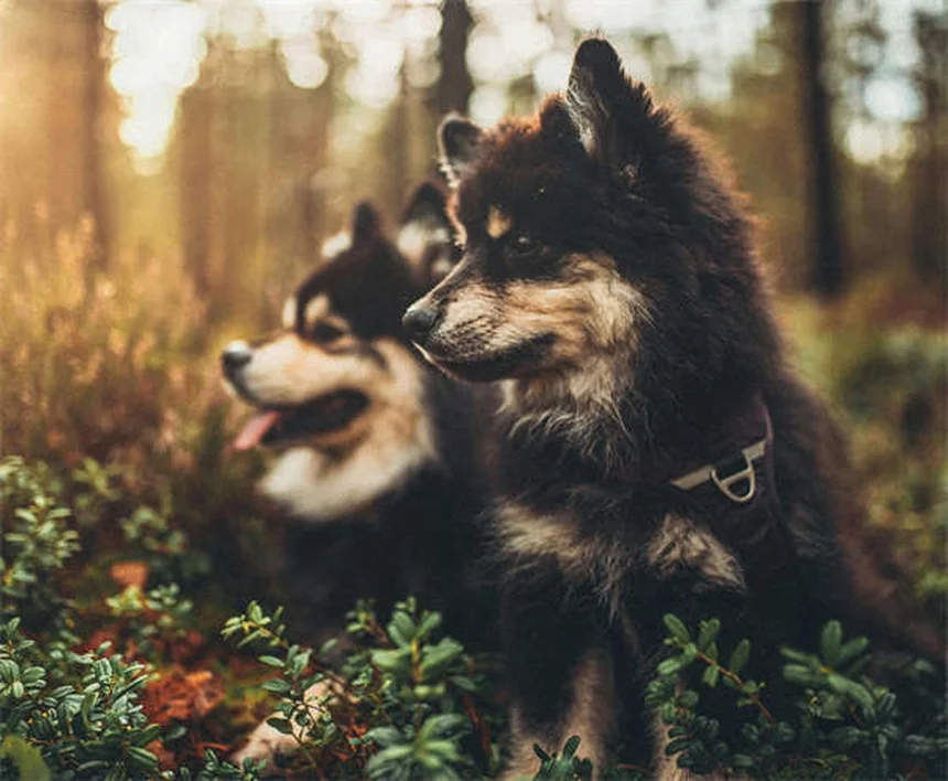 Metocarbamol para mascotas: Guía completa sobre este relajante muscular